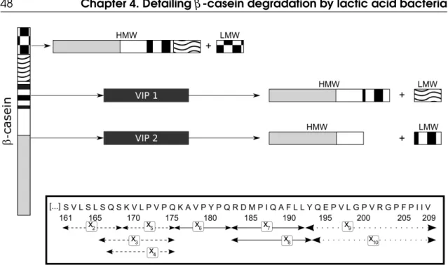 Figure 4.1: The top plot is the graphical representation of our VIP model to describe the dynamics of LMW and HMW peptides during β -casein hydrolysis