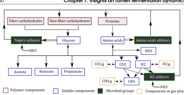 Figure 7.1: Our enhanced model representation of the digestion of feedstuffs by the rumen micro- micro-biota (Muñoz-Tamayo et al., 2016a).