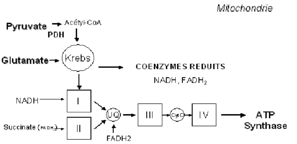 Figure 2 : Schéma de la chaîne respiratoire avec les quatre complexes I, II, III, IV 