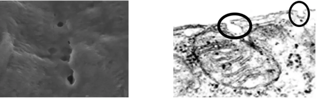 Figure 11 : A gauche, mise en évidence de la perforation des cavéoles par la saponine grâce à une photographie prise en microscopie à  balayage ; à droite, photographie prise en microscopie électronique de fibres musculaires squelettiques perméabilisées à 