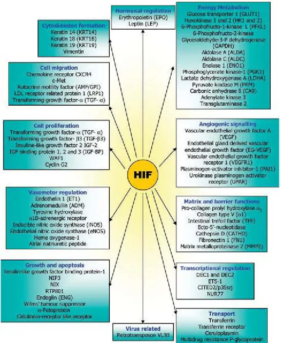 Figure  8  :  Gènes  dont  la  transcription  est  activée  par  HIF.  Les  gènes  cibles  de  HIF  sont  impliqués  dans  de  multiples  processus biologiques