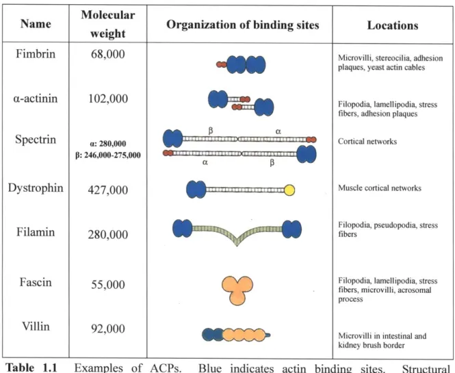 Table  1.1  Examples  of  ACPs.  Blue  indicates  actin  binding  sites.  Structural arrangement  of  the  binding  sites  in  ACPs  determines  whether  they  organize  actin filaments  into  parallel  bundles  or  orthogonal  networks