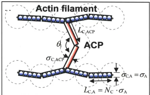 Figure  2.1  A  coarse-graining  scheme  using  cylindrical  segments  with NC  =  5.  Dashed lines  show  monomers  and  ACPs  used  to  generate  the  network  using  the  polymerization model  [66]