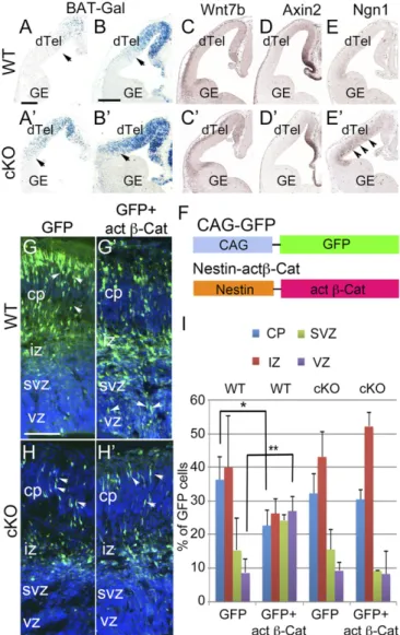 Fig. 2. Lhx2 maintains proliferative division in progenitor cells and regu- regu-lates the timing of radial glia differentiation