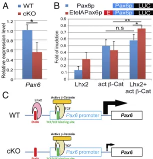 Fig. 4. Lhx2 and β-Cat collaboratively induce Pax6 expression. (A) Quantitative RT-PCR to compare the relative expression level of Pax6 in E12.5 WT and cKO dTel