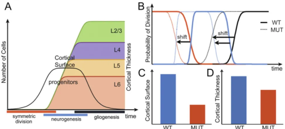 Fig. 5. Theoretically deciphering the effect of Lhx2 deletion. (A) Evolution of the number of progenitors (black line) and number of neurons in each layer as a function of time
