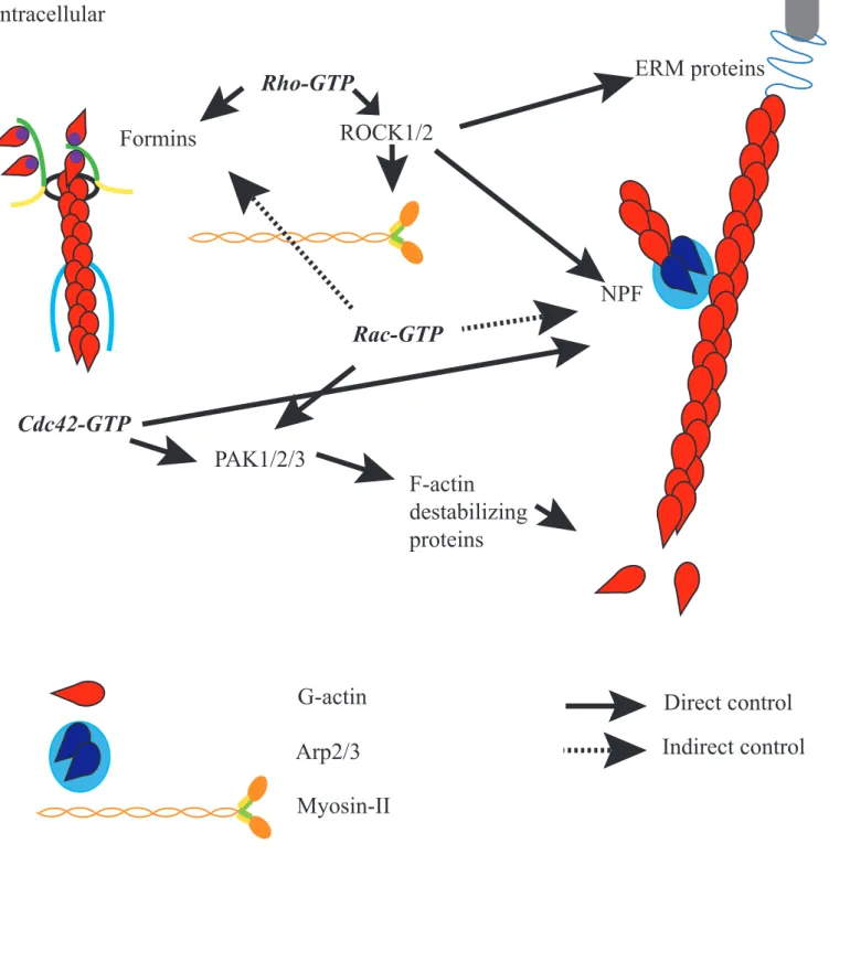 Figure 8: Actin and Rho GTPasesextracellularintracellularF-actin destabilizing proteins ERM proteins membrane proteinForminsRho-GTPROCK1/2NPFPAK1/2/3Rac-GTPCdc42-GTP