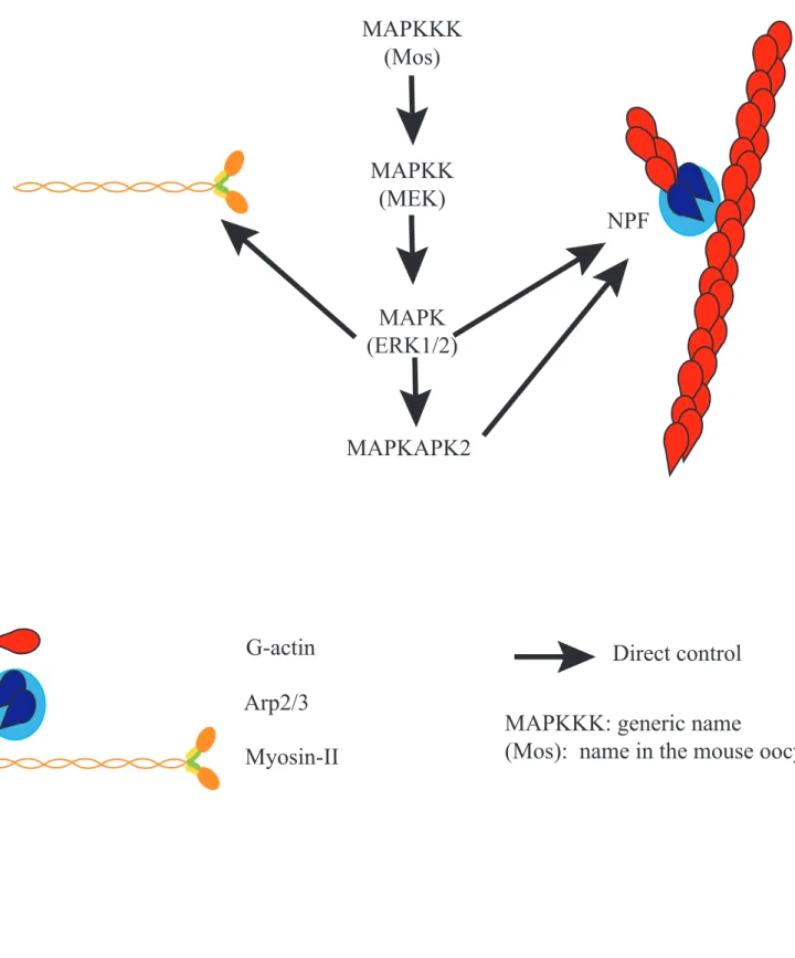 Figure 9: Actin and the MAPK pathway