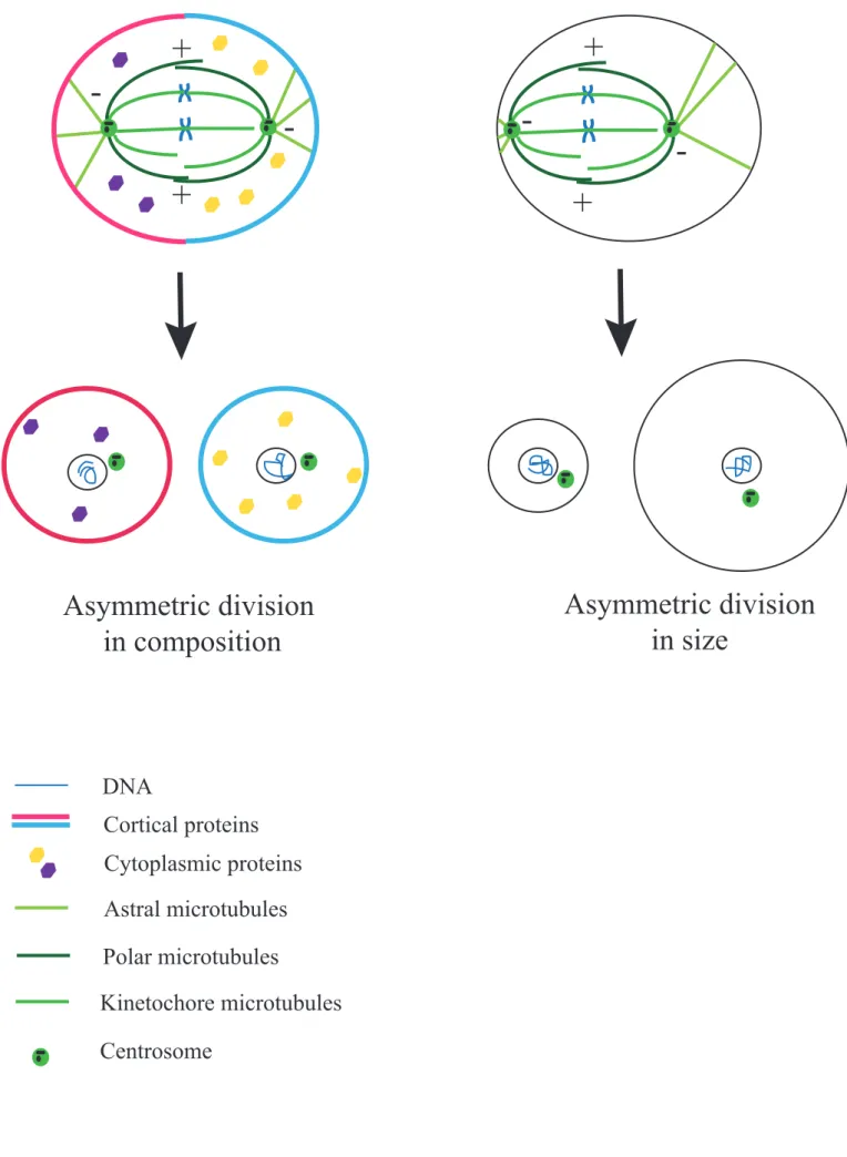 Figure 13: Simplified scheme of  asymmetric divisionsAsymmetric division in composition Asymmetric division in sizeDNACortical proteinsAstral microtubulesPolar microtubulesKinetochore microtubulesCentrosome Cytoplasmic proteins++-++-