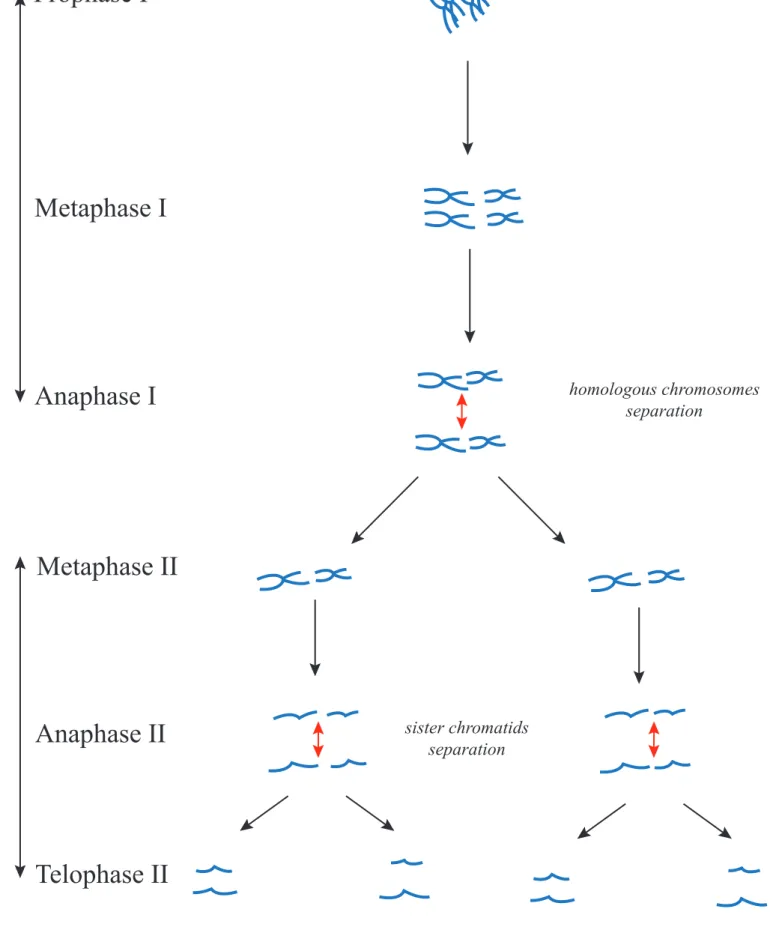 Figure 14: Overview on MeiosisDNAProphase IMetaphase IAnaphase IMetaphase IIAnaphase IITelophase IIMeiosis IMeiosis II homologous chromosomes separationsister chromatidsseparation 2NN N/2