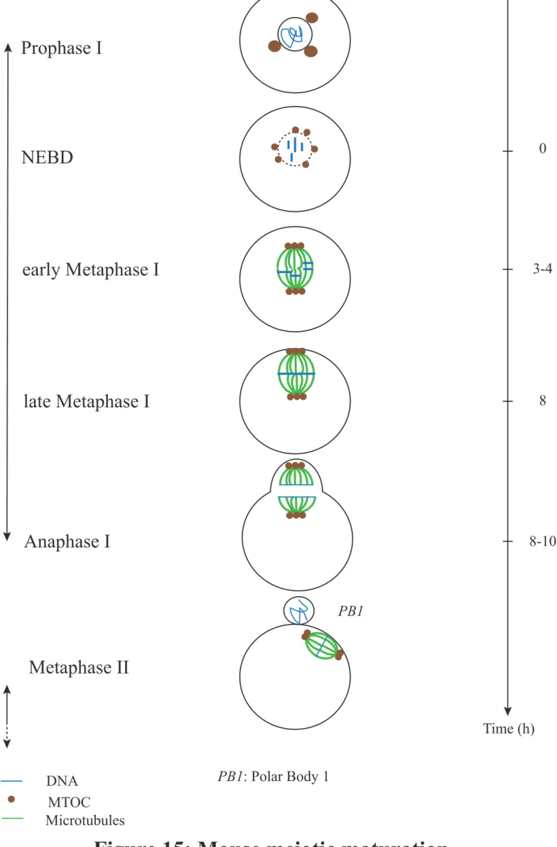 Figure 15: Mouse meiotic maturationDNAMTOCMicrotubulesPB1: Polar Body 1PB1Prophase INEBDlate Metaphase IAnaphase Iearly Metaphase IMetaphase II Time (h) 8-1083-40Meiosis IMeiosis IIArrestArrest