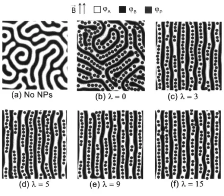 Figure  3.1.  Complete  alignment  of the  block  copolymer  observed  at  long  times  (10  000  BD moves),  with  similar  final  equilibrium  morphology  obtained  for  all  nonzero  magnetization strengths,  Dp  =  0.1,  Rp  =  0.5lRg,  XAPN  =  0,  XA