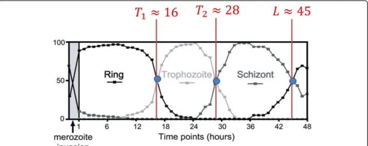 Figure 7 Percent representation of iRBCs observed in experiment. The boundaries (T 1 , T 2 and L) between the three stages (ring, trophozoite, and schizont) are approximated from the percent representation of iRBCs observed at every time point in experimen