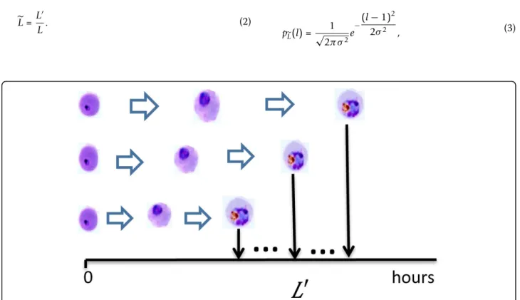 Figure 2 Diversity of growth rate among iRBCs. The iRBCs grow at different rates.