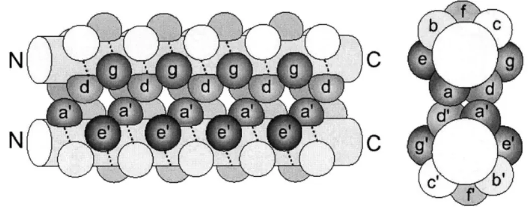 Figure  3-1:  A  typical  coiled-coil  dimer.  Left:  lengthwise  view.  Right:  axial  view.