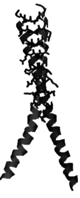 Figure  3-2:  Fos-Jun  heterodimer  (1A02).  The  a-helix  backbones  (ribbons)  form  a supercoiled  bundle