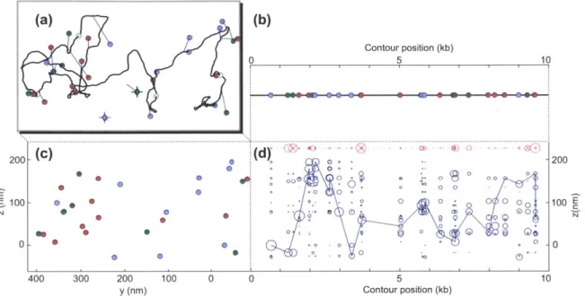 Figure  3-3:  Mapping  of  simulated  10  kb  conformation.  (a)  Simulated  3- 3-dimensional  10-kb  DNA  contour  (1,  50  nm)  decorated  with  colored  fluorophores using  the  error  parameters  described  in  the  text