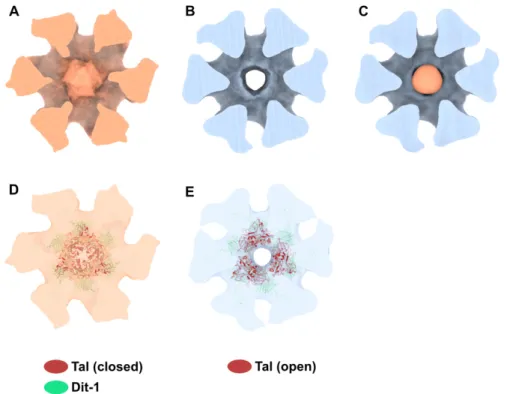Figure 6. Activated baseplate in p2 virions with open and closed Tal. (A,B). 3D reconstructions of the  baseplate in p2 virions, with Tal in closed (panel A, EMD-11225) and open (panel B, EMD-11224)  conformations
