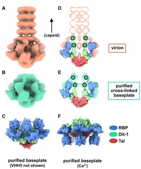 Figure 1. The resting and activated states of the phage p2 baseplate. (A) Negative-staining 3D  reconstruction of phage p2 virion tail tip and baseplate (EMD-1699, [6])