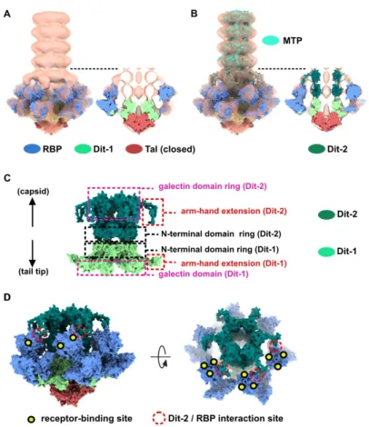 Figure 2. Topological model of the p2 baseplate resting state in virions. (A) 3D reconstruction of p2  virion’s tail tip and baseplate (EMD-1699) and surface representation of p2 receptor-binding protein  (RBPs), Dit-1 and Tal crystal structures (PDB ID 2W