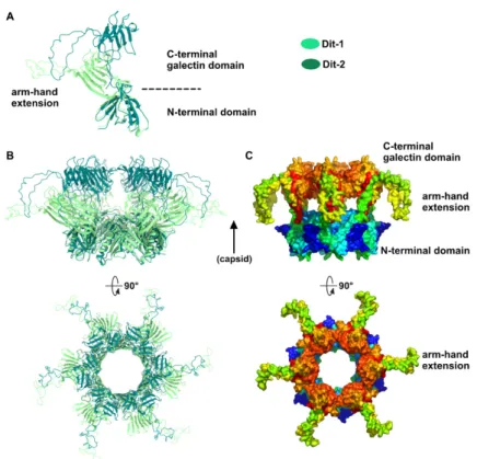 Figure 3. Dit structures. (A) Ribbon representation of superimposed Dit-1 monomer crystal structure  (PDB ID 2WZP) and Dit-2 monomer model