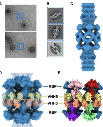 Figure 4. 3D reconstruction of activated baseplate in VHH5-bound p2 virions. (A) Representative  phage p2 virions in complex with VHH5 (virion-virion assembly) observed in micrographs