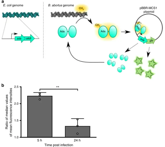 Fig. 2 Reporter system for alkylation stress. a Schematic representation of the reporter system