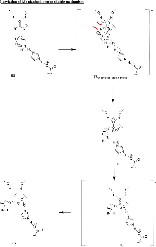 Figure S6. Proton shuttle mechanism for enzyme catalyzed O-acylation of (R)-alaninol. The preference of amino  alcohols  to  form  intramolecular  hydrogen  bonds  makes  (R)-alaninol  adopting  a  conformation  that  is 