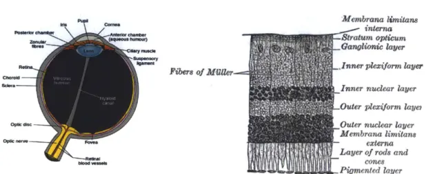 Figure  2-1:  The  eye  and  retina.  The  eye  (left)  contains  the  optics  and  sensors  of the  visual system.