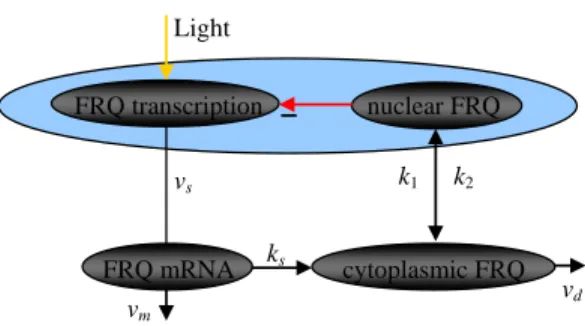 Figure 11. Scheme of the model for circadian oscillation in Neurospora