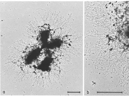 Figure 4: Architecture of metaphase chromosomes. (A) Electron micrographs of a metaphase chromosome swollen in a low-salt buffer showing radial loops emanating from points all along the chromatid arms