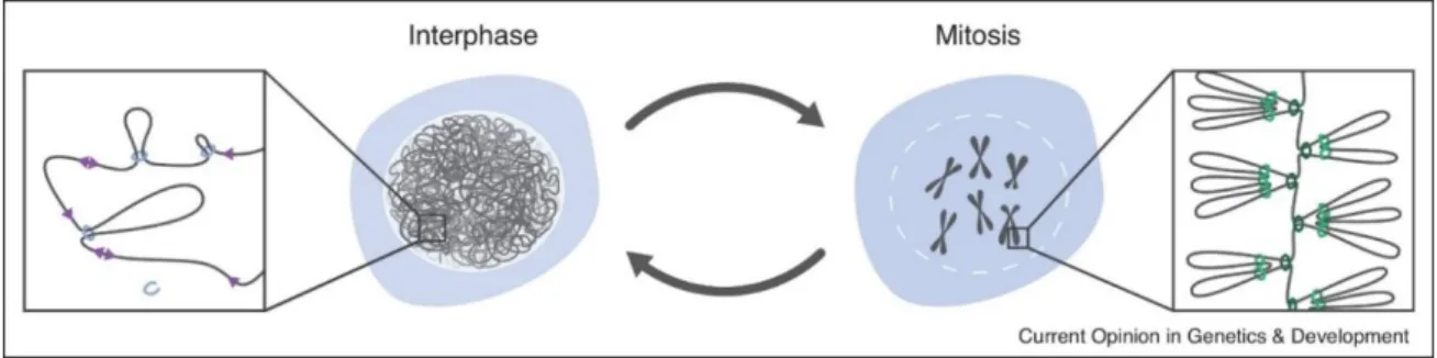 Figure 6 : Chromatin loops in interphase and mitosis. The interphase genome is organized at a low scale by irregular loops