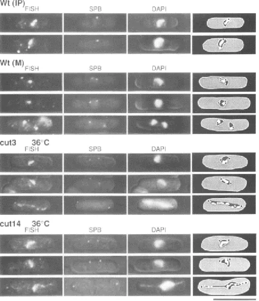 Figure 7 : Thermosensitive mutants of fission yeast condensin lead to chromosome condensation and sister chromatid separation defects 