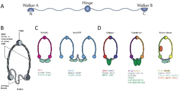 Figure 8: Structure of SMC. (A) Each SMC protein has a central globular hinge domain. This domain is flanked by two extended coiled-coils, both of which end with a globular domain that contains a Walker A or a Walker B motif (amino acid consensus sequences