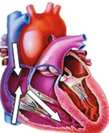 Figure 4 : Arrivée du sang veineux 