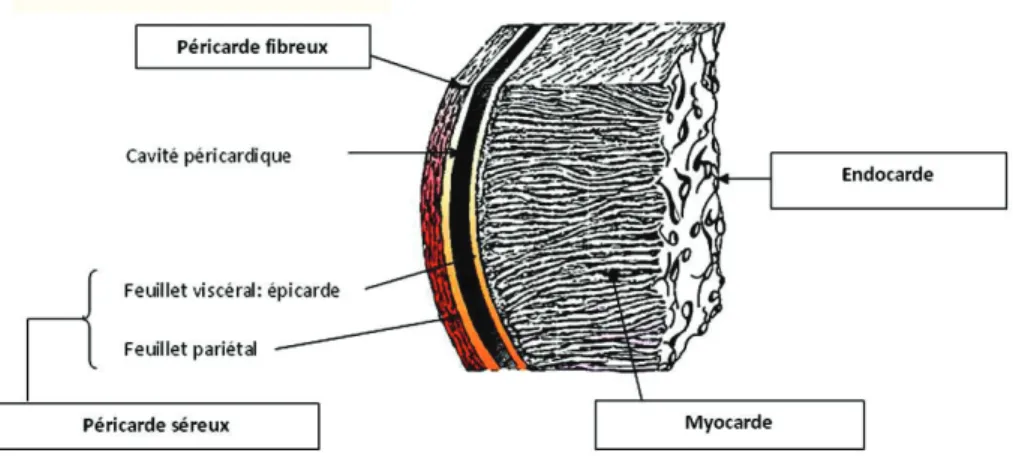 Figure 9 : En diastole : vue de la base après ablation des oreillettes 