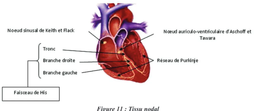 Figure 11 : Tissu nodal 