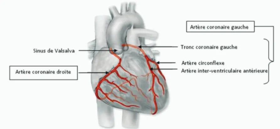 Figure 12 : Artères coronaires 