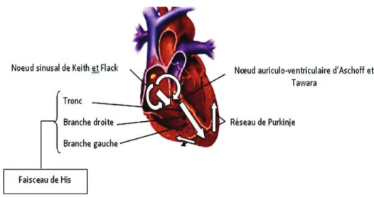 Figure 20 : Activité électrique cardiaque 