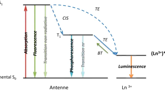 Figure I - 11 : Diagramme simplifié du transfert d'énergie  TEFluorescenceTE Luminescence (Ln 3+ )*Etat fondamental S0AntenneEtat excité S1PhosphorescenceLn 3+CIS