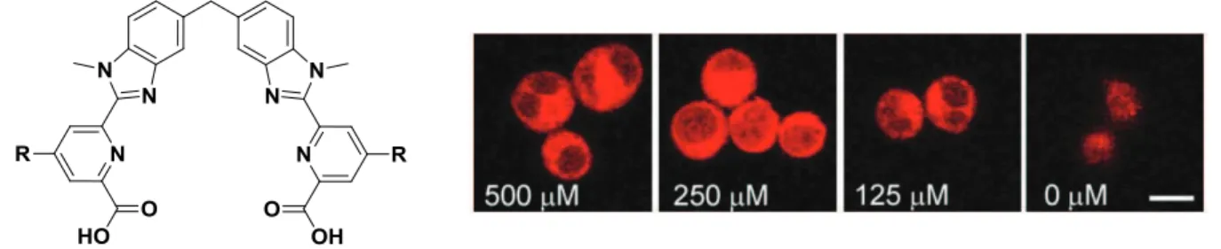 Figure I - 34 : Ligand soluble dans l’eau. Images de cellules incubées avec des concentrations différentes de  ligand [66] 