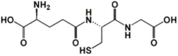 Figure 1. Condensed structural chemical formula of glutathione (IUPAC name: (2S)-2-amino-4-{[(1R)- (2S)-2-amino-4-{[(1R)-1-[(carboxymethyl)carbamoyl]-2-sulfanylethyl] carbamoyl}butanoic acid)