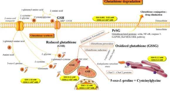 Figure 2. The homeostasis of reduced (GSH) and oxidized/disulfide (GSSG) glutathione within cells  [12–17]