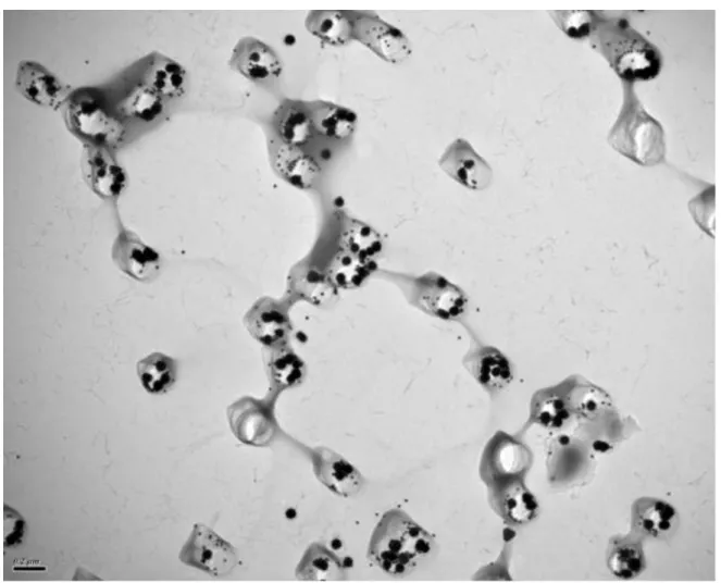 Figure 6 : Répartition des NP d’or de 20 et 60 nm de diamètre sur un filtre de 200 nm de  porosité 