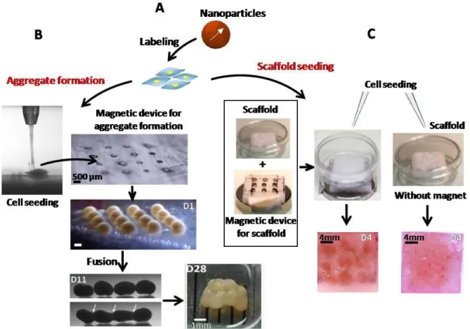 Figure 2. Magnetic labeling of stem cells and seeding.  