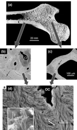 Figure 1.22 – Trois niveaux de l’architecture osseuse [76].