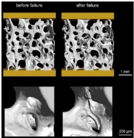 Figure 1.53 – Rupture de travée détectée par IGFA pendant une compression uniaxiale quasi-statique [140].