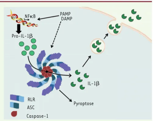 Figure 2. Schéma général du fonctionnement de NLRP3. Après une étape de pré- pré-activation, les signaux de danger (DAMP) et/ou les motifs microbiens (PAMP)  entraînent la formation de l’inflammasome par interaction entre le récepteur  NLRP3, l’adaptateur 