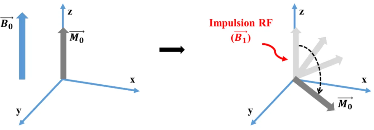 Figure  1.4 :  (A)  Courbe  exponentielle  croissante  de  la  récupération  de  l’aimantation  longitudinale en fonction de T1 ;  (B)  Courbe exponentielle décroissante  de la disparition de  l’aimantation transversale en fonction de T2