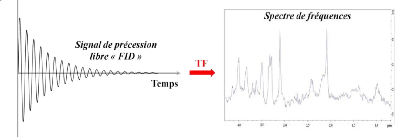 Fig. 1.6 : Obtention du spectre de fréquences par transformée de fourrier (TF) du signal  de précession libre 